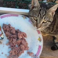 photo de livraison pour Les Chats-Pitresdelavi-Ste