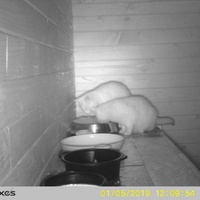 photo de livraison pour Jardin des Chats