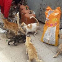 photo de livraison pour ADAN Essaouira