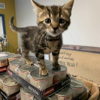 photo de livraison pour Les chats Port-Saint-Louisiens