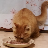 photo de livraison pour Cœur Animal