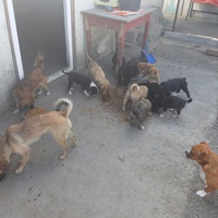 photo de livraison pour Associtia Axi Hope Romania