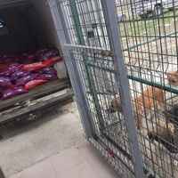 photo de livraison pour Save & Hope for Dogs