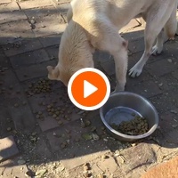 photo de livraison pour Azil Bella