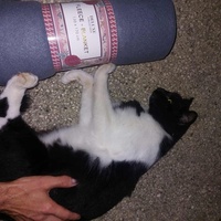 photo de livraison pour Chat L'Heureux Chat l'Ange et Cie