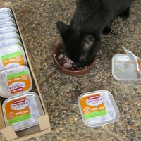photo de livraison pour Au Bonheur des Chats Libres