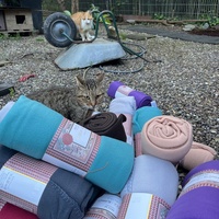 photo de livraison pour Les chats de chez nous