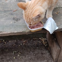 photo de livraison pour Les Chats Libres d'Estagel