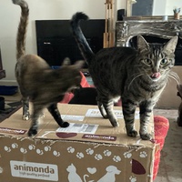 photo de livraison pour Association C.A.T.S. Chat Animal Terrien Solidarité