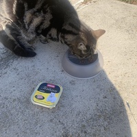 photo de livraison pour Le Chat Salonais