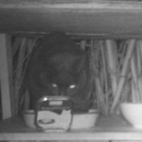 photo de livraison pour Au Rendez-vous des Animaux