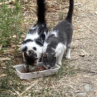 photo de livraison pour Ecole du Chat des Alpilles