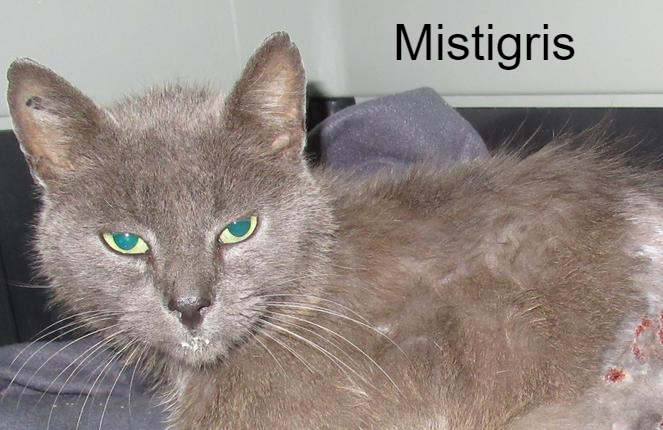 Mistigris Jardin Des Chats Animal Webaction