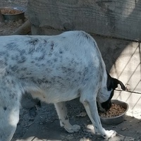 photo de livraison pour asociatia centrul de formare pentru activitati voluntare natura deva