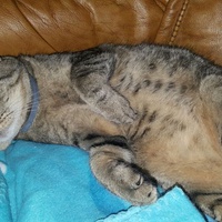 photo de livraison pour Amis de Myrtille