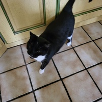 photo de livraison pour Chat de Gout'hier sans Toit
