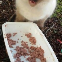 photo de livraison pour Les Chats-Pitresdelavi-Ste