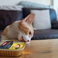 photo de livraison pour Cosa Animalia