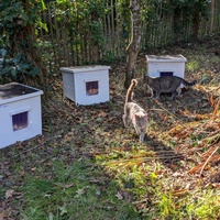 photo de livraison pour Adoption Féline Estuaire
