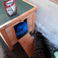 photo de livraison pour Chats du Pays d'Ornans