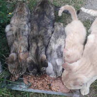 photo de livraison pour Nos P'tits Coeurs Perdus