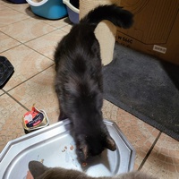 photo de livraison pour Chat de Gout'hier sans Toit
