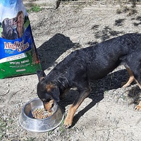 photo de livraison pour Azil za pse"Poslednja oaza"
