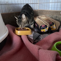 photo de livraison pour Association des Chats Camarguais