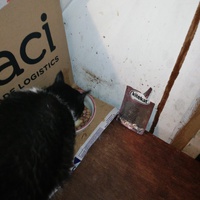 photo de livraison pour L'Ecole du Chat du Mirail