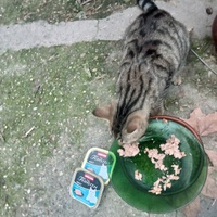 photo de livraison pour Leschatsmartinois