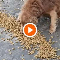photo de livraison pour ПРИХВАТИЛИШТЕ ДРАЖЕВАЦ