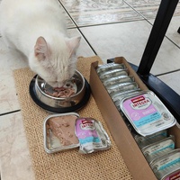 photo de livraison pour Les chats de l'Indifférence