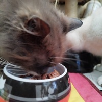 photo de livraison pour Sanctuaire Paradis d'Animaux