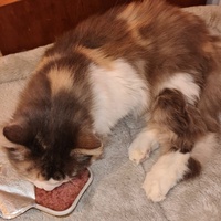 photo de livraison pour École du chat libre du Bocage bressuirais