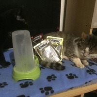 photo de livraison pour Pour l'Amour des Chats