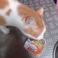 photo de livraison pour KITTY HOME SENIORS