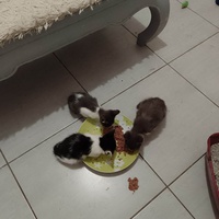 photo de livraison pour Chat L'Heureux Chat l'Ange et Cie