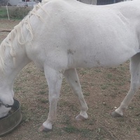 photo de livraison pour Equi-Libre : Droit à la Retraite Equine
