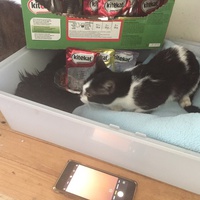 photo de livraison pour Pour l'Amour des Chats