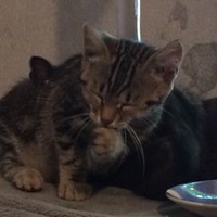 photo de livraison pour Bien vivre avec les Chats Sallélois