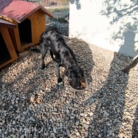 photo de livraison pour Civic Initiative Kane Korzo Skopje