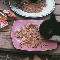 photo de livraison pour Les chats libres de Caro