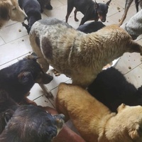 photo de livraison pour ПРИХВАТИЛИШТЕ ДРАЖЕВАЦ