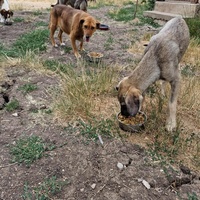 photo de livraison pour Serbian Society for the Protection of Animals - SSPA