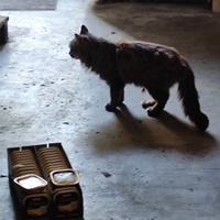photo de livraison pour SOS Chats Libres Haut-Béarn