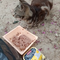 photo de livraison pour Les Chats-Pitresdelavi-Ste