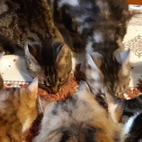 photo de livraison pour Pour l'Amour des Chats