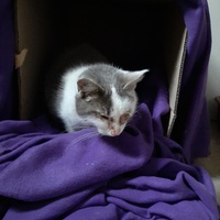 photo de livraison pour Bien vivre avec les Chats Sallélois