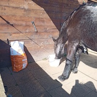 photo de livraison pour Les Crinières de Salherm