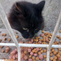 photo de livraison pour L'Ecole du Chat Istreen